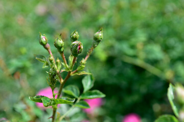 różowe, czerwone, róże, kwiaty, pąki, kwitnienie, ogród, flora, lato, wiosna, słońce  © felicytka