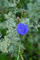 Bright blue chicory flower in front of green grass. Cichorium intybus