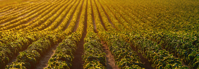 Panoramic image of soybean crops field in summer sunset