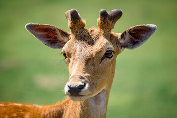portrait of a deer
