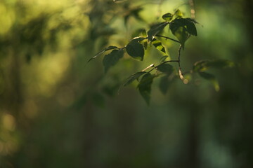 Fototapeta premium Natural green summer background, the forest scene with green leaves. blurring background overlay