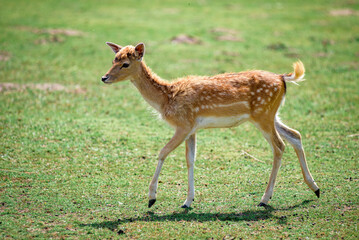 deer in the forest