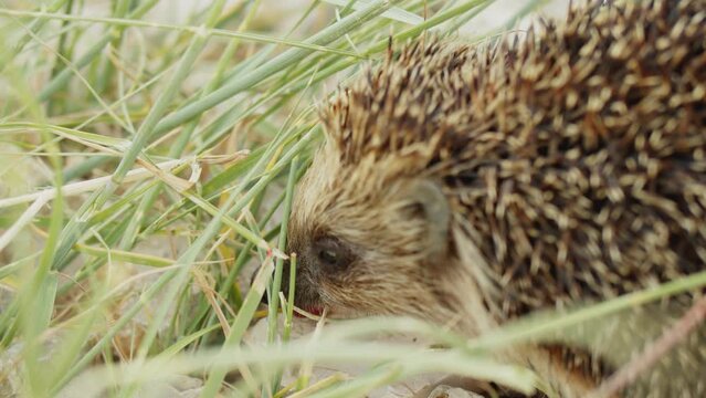 The hedgehog found strawberries in the garden and hastily eats the fruit. A funny muzzle chews a berry in the garden.