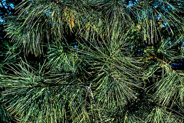 Bright green saturated spruce branches with blooming needles