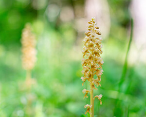 Bird`s Nest Orchid (Neottia nidus-avis). Flower spike in woodland.  A non-photosynthetic plant.