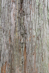 Closeup texture of natural tree bark background. Rough surface of trunk partially peeled. Green...