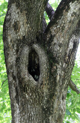 Obraz premium Closeup of hollow in the trunk of an old tree. Fresh green leaves in the background.