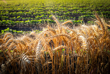 Ripe wheat field alongside of green soybean field. © Dusan Kostic