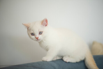 Britisch Kurzaar Colorpoint Kitten auf dem Sofa