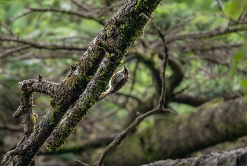 森の中で枯れ木に留まっているキバシリ