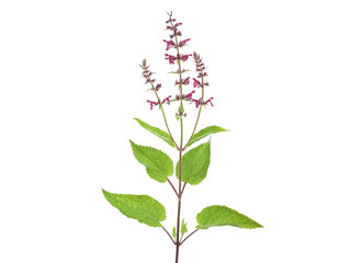 Purple flower of hedge woundwort plant isolated on white, Stachys sylvatica