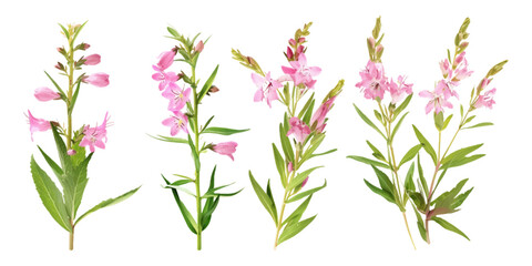 different angles of pink willowherb on a white background
