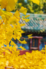 Plants with the walls of ancient buildings as the background