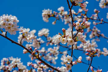 青空に映える桜