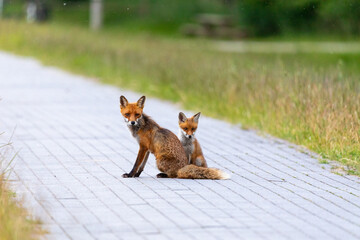 Fuchs, Fähe mit Welpe in der freien Wildbahn auf dem Zingst.