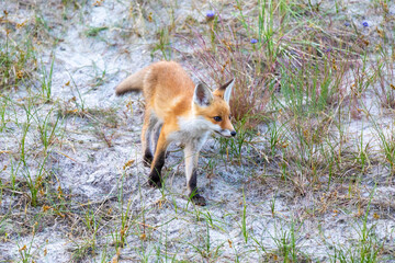 Fuchs, Welpe in der freien Wildbahn auf dem Zingst.