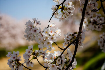 桜咲く