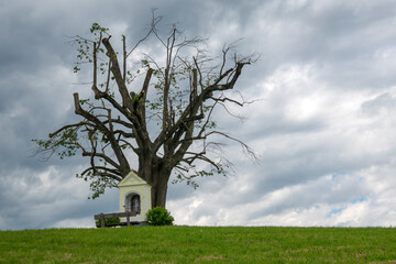 Rural melancholy . Ländliche Melancholie . Pruning . Baumschnitt