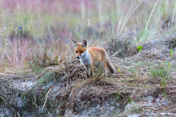 Fuchs, Welpe in der freien Wildbahn auf dem Zingst.