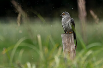 kukulka na pienku portret w deszczu na zielonym tle bokeh © Colorful Soul