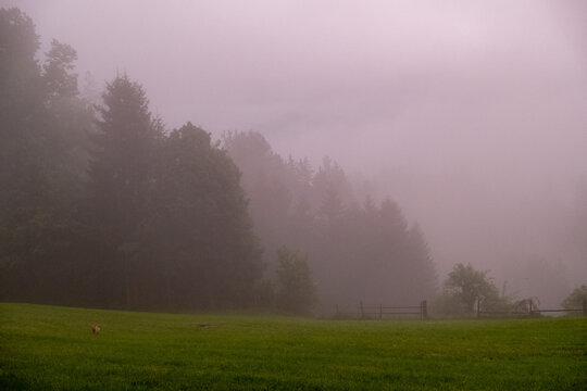 Foggy Forest . Nebelwald