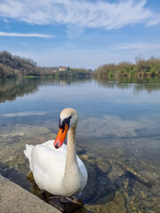 swan on the lake