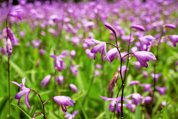 紫色の花を咲かせたシランを撮影した写真