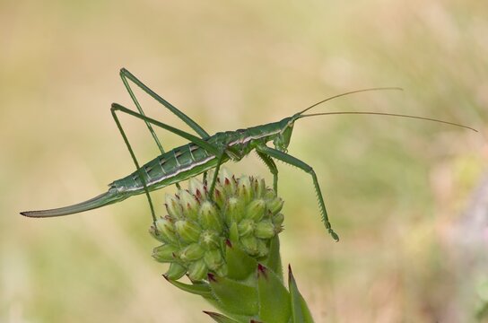 Natural dorsal closeup on the largest European predatory Mediterranean bush cricket grasshopper Saga pedo , a protected species