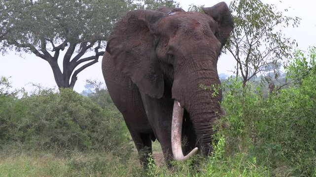 A big tusker elephant moves through the bush towards the camera. Close up shot.