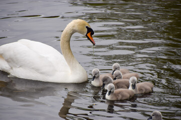 A mute swan and newborn cygnets in a park pond.