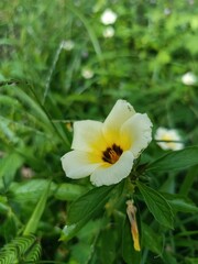 Turnera Ulmifolia, Ramgoat Dashalong Flower or Como plantar, Damiana Flower