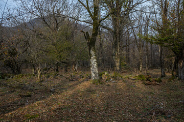 Landscape with beautiful fog in forest on hill or Trail through a mysterious winter forest with autumn leaves on the ground. Road through a winter forest. Magical atmosphere. Azerbaijan nature