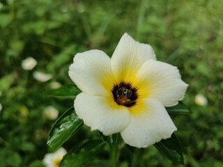Turnera Ulmifolia, Ramgoat Dashalong Flower or Como plantar, Damiana Flower