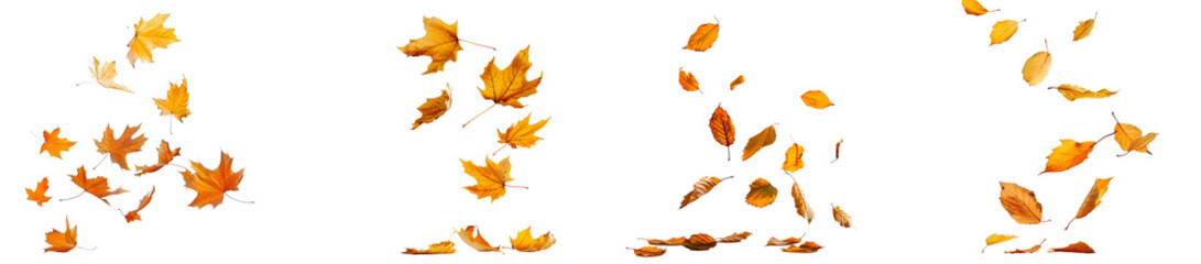 autumn leaves flying or floating isolated on transparent background. autumn leaves blown by the wind