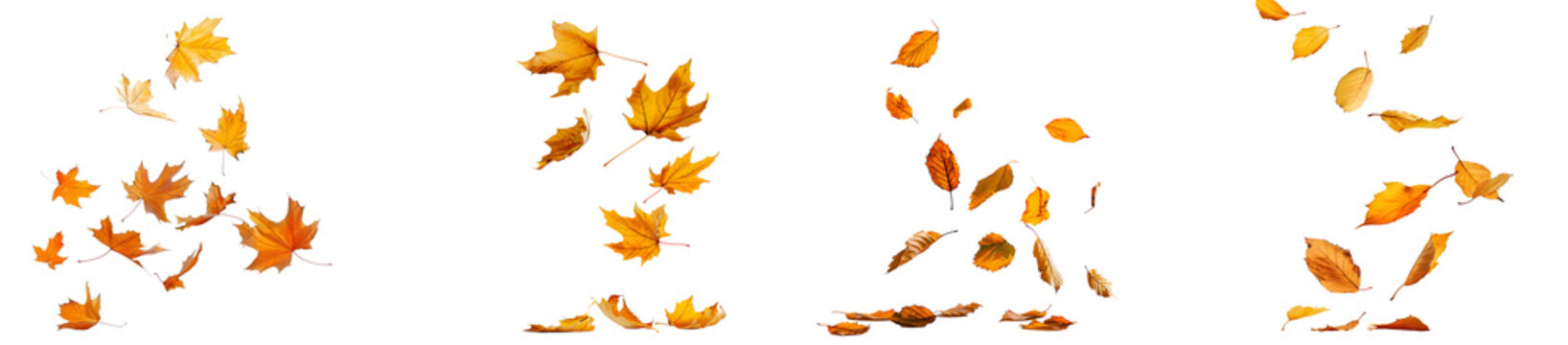 Fototapeta autumn leaves flying or floating isolated on transparent background. autumn leaves blown by the wind