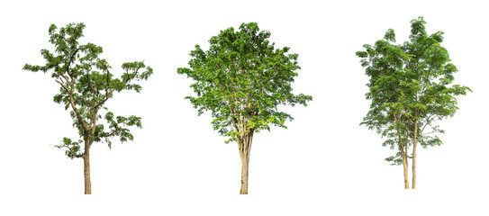 Tropics green trees set cut on transparent backgrounds 3d illustrations