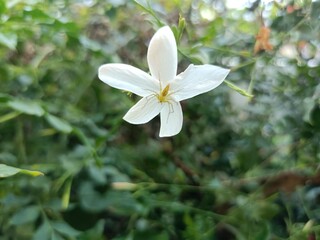 Bauhinia acuminata is a species of flowering shrub native to tropical southeastern Asia.