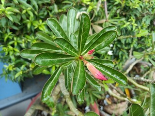 Adenium obesum, more commonly known as a desert rose, is a poisonous species of flowering plant belonging to the tribe Nerieae of the subfamily Apocynoideae of the dogbane family, Apocynaceae. 
