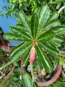 Adenium obesumAdenium obesum, more commonly known as a desert rose, is a poisonous species of flowering plant belonging to the tribe Nerieae of the subfamily Apocynoideae of the dogbane family, Apocyn