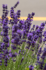 field of purple lavender flowers