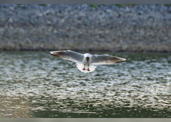 Racek chechtavý - Larus ridibundus © Jitka
