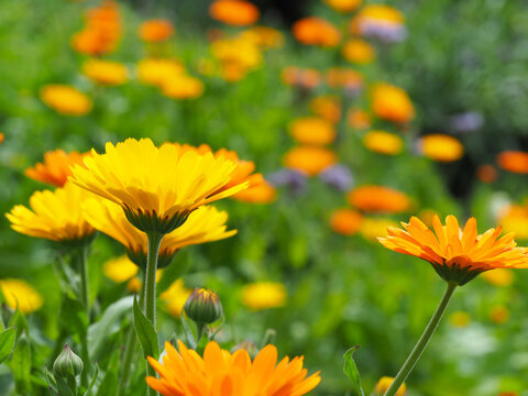 Viele Ringelblumen