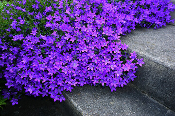 Naklejka premium Polsterglockenblume, Dalmatiner Glockenblume; Campanula portenschlagiana; Poscharsky's bellflower; Serbian bellflower