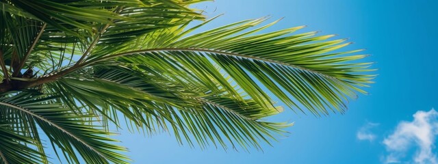 Fototapeta premium Palm leaf against the sky on tropical island. selective focus. generative AI,