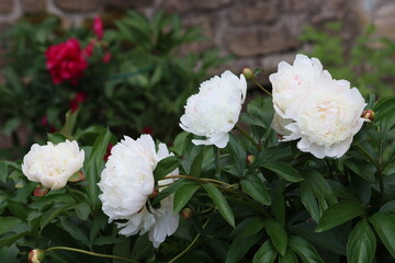 Sweden. Paeonia lactiflora (Chinese peony, Chinese herbaceous peony, or common garden peony) is a species of herbaceous perennial flowering plant in the family Paeoniaceae.