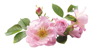 Rosa damascena flower on white background