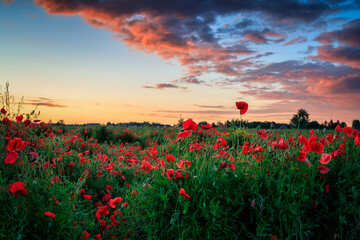 Beautiful meadow with the poppy flowers at sunset, Poland.