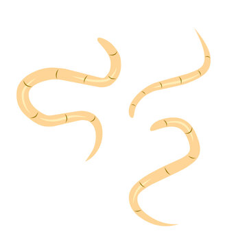 tan worms isolated on white background clip art preview