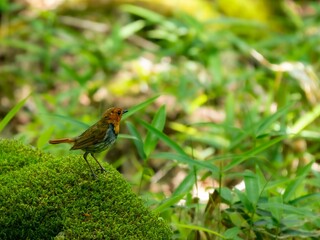 森の中で苔の生えた岩に留まっているコマドリの雄
