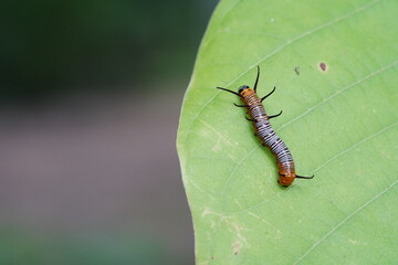 Caterpillars found in the forest.